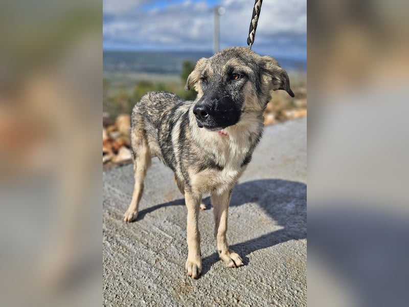 Oksana sucht ein Zuhause