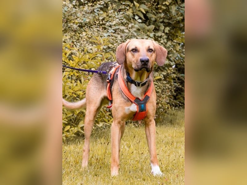 Freddi – ein richtig toller Hundekumpel