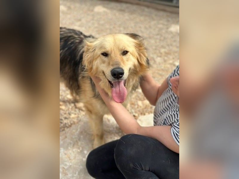 Gulliver wünscht sich ein eigenes Zuhause