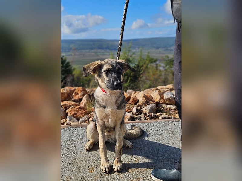 Oksana sucht ein Zuhause