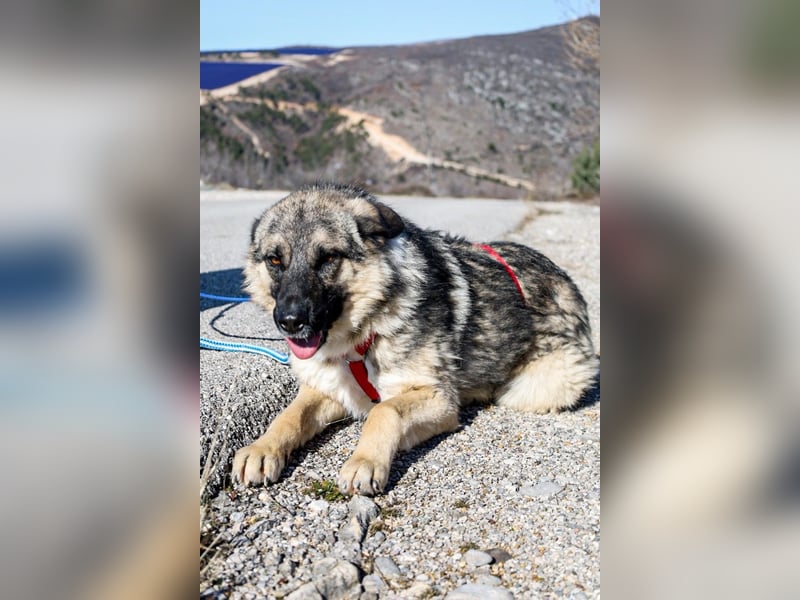 Oksana sucht ein Zuhause