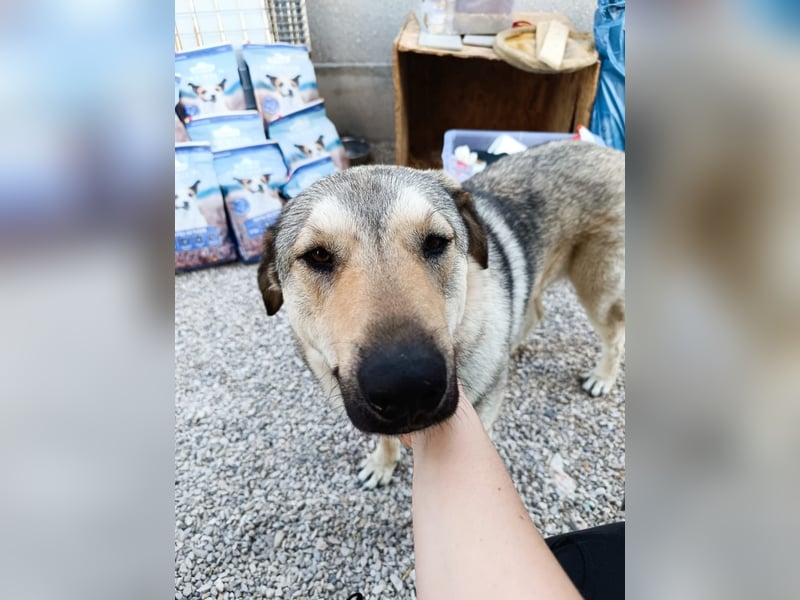 Groß, größer – hier kommt Snicket