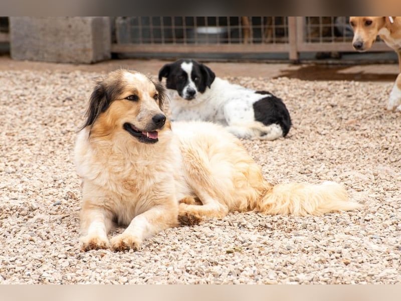 Miss Lotti - flauschiges Fell und großes Beschützerherz