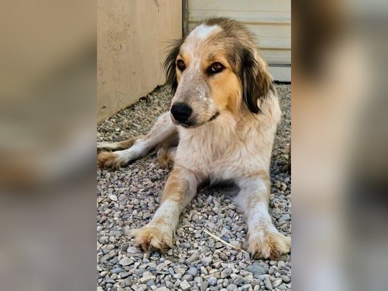 Miss Lotti - flauschiges Fell und großes Beschützerherz