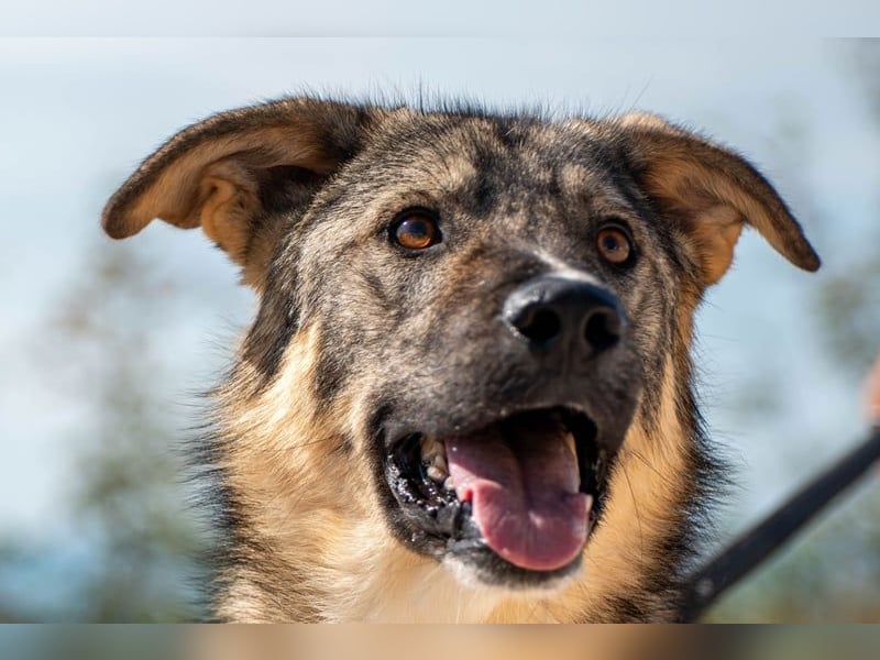 Pavarotti sucht seine Menschen