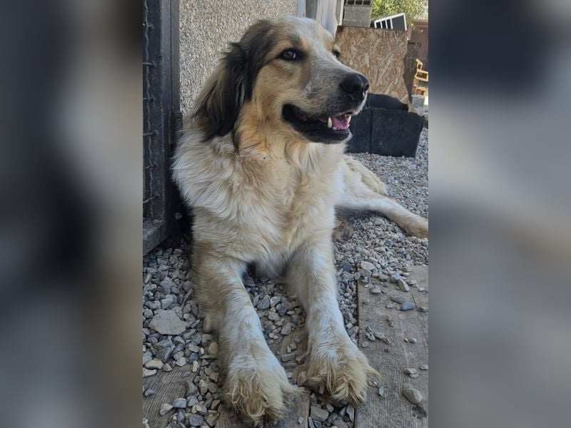 Miss Lotti - flauschiges Fell und großes Beschützerherz