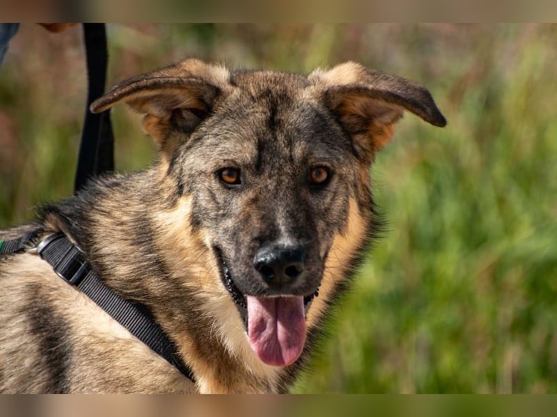 Pavarotti sucht seine Menschen