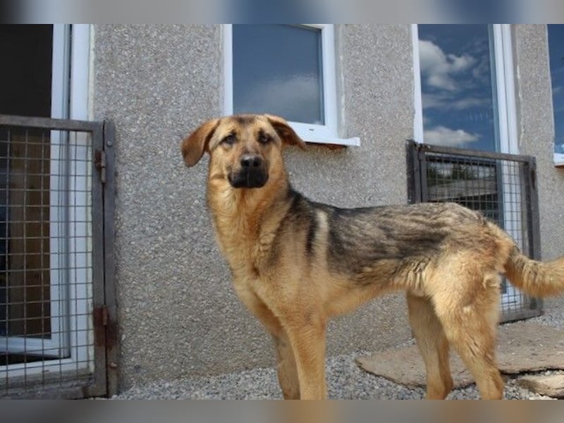 Beethoven: Große Pfoten, großes Glück