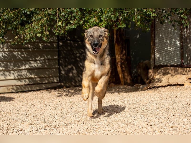 Pavarotti sucht seine Menschen