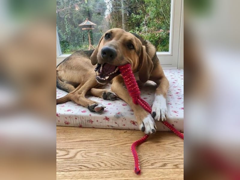 Freddi – ein richtig toller Hundekumpel