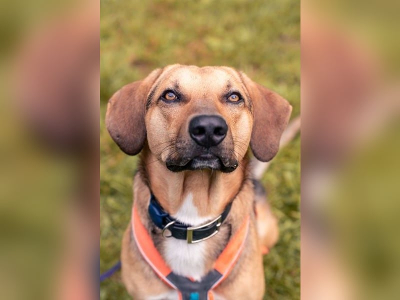 Freddi – ein richtig toller Hundekumpel