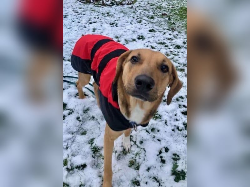 Freddi – ein richtig toller Hundekumpel