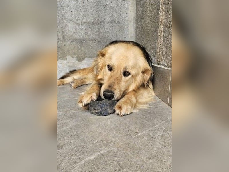 Gulliver wünscht sich ein eigenes Zuhause