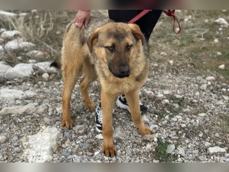 Beethoven: Große Pfoten, großes Glück