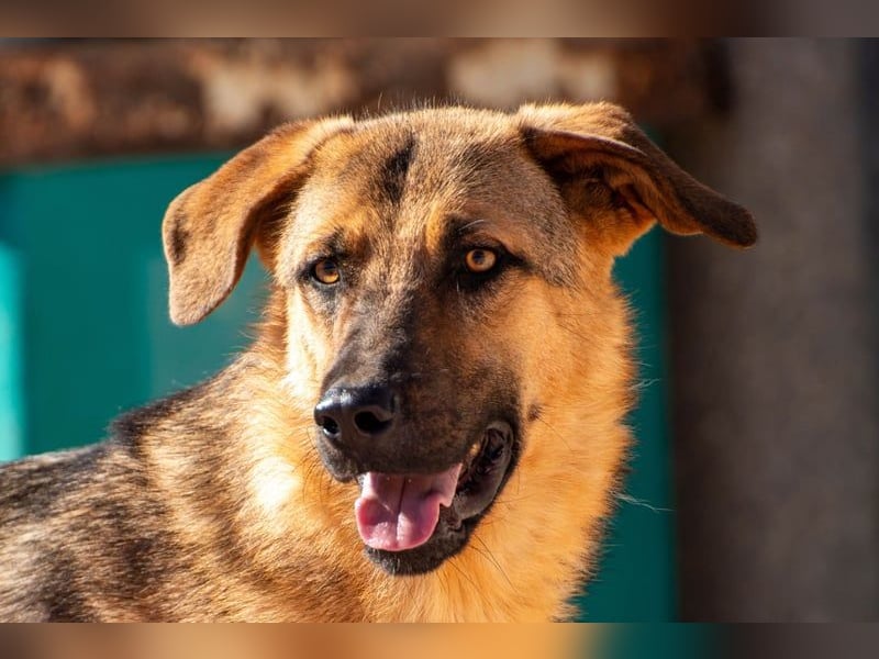 Beethoven: Große Pfoten, großes Glück