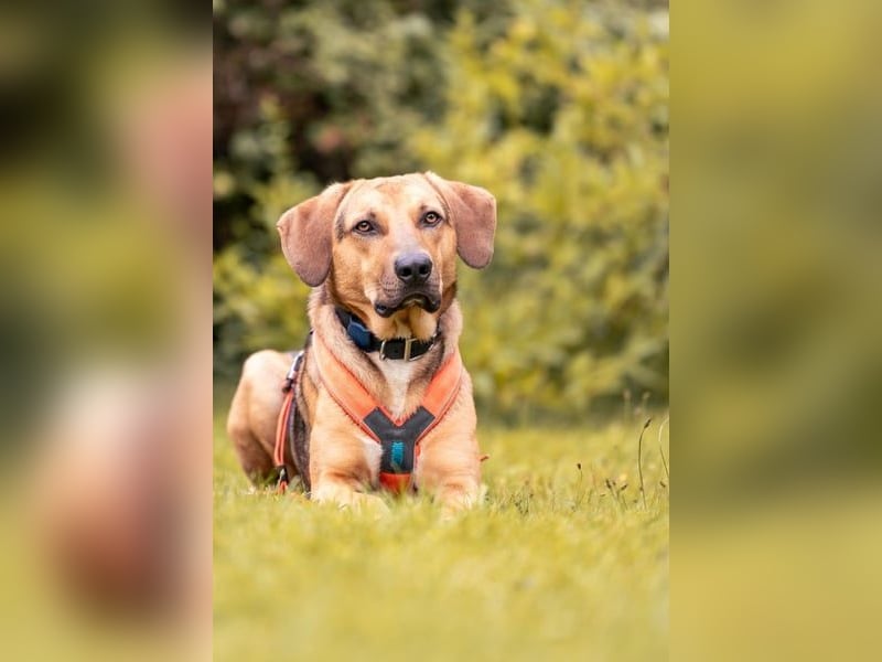 Freddi – ein richtig toller Hundekumpel