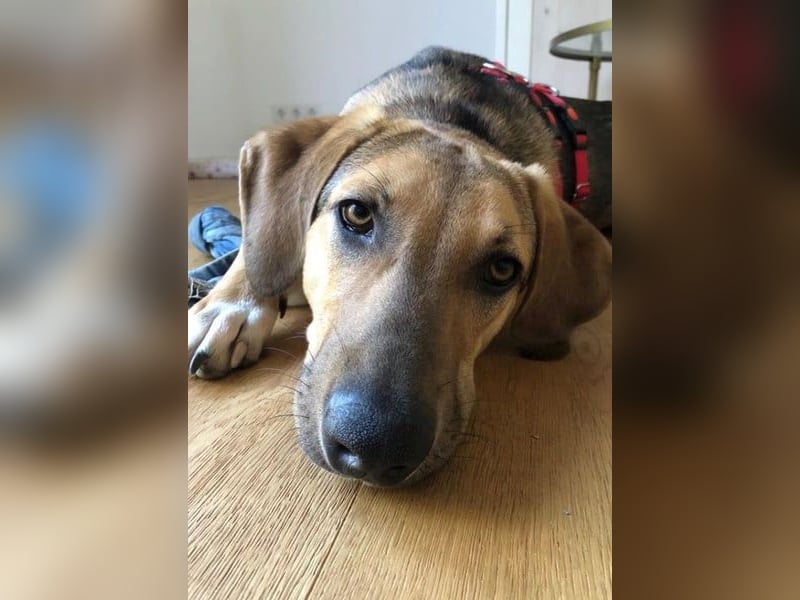 Freddi – ein richtig toller Hundekumpel