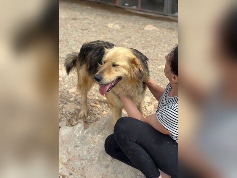 Gulliver wünscht sich ein eigenes Zuhause