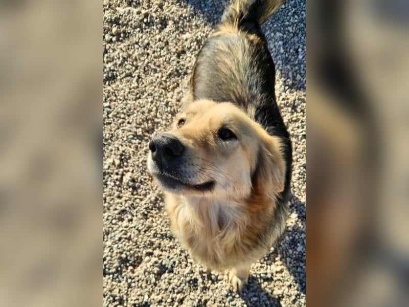 Gulliver wünscht sich ein eigenes Zuhause