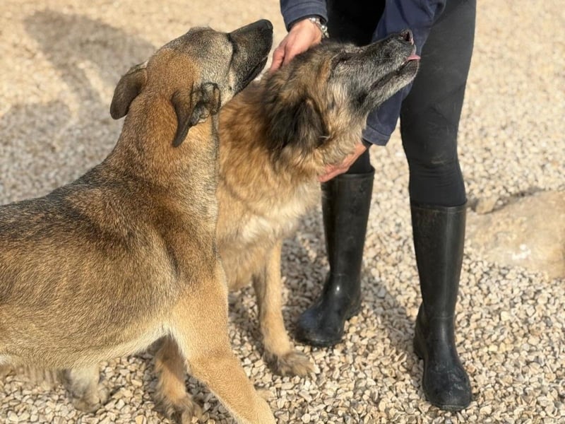 Nuvo – ein Kämpfer mit besonderem Charme sucht ein Zuhause