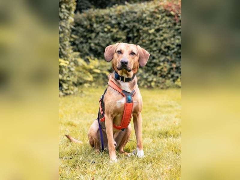 Freddi – ein richtig toller Hundekumpel