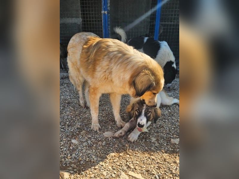 Miss Lotti - flauschiges Fell und großes Beschützerherz