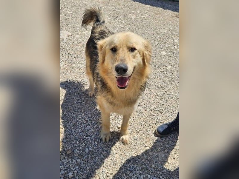 Gulliver wünscht sich ein eigenes Zuhause