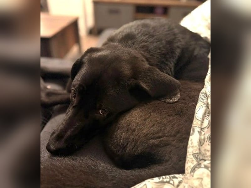 Hugo - aktiver, lernwilliger Jungrüde sucht sein Zuhause