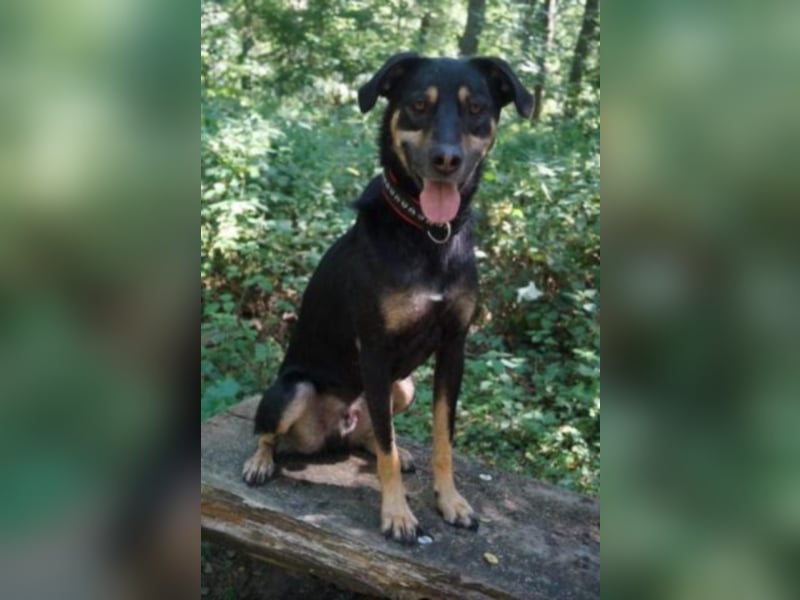 Schoko sucht ein neues Zuhause