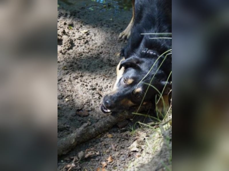 Schoko sucht ein neues Zuhause