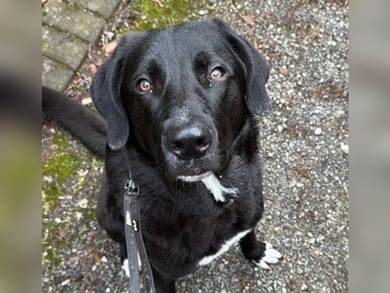 Hugo - aktiver, lernwilliger Jungrüde sucht sein Zuhause