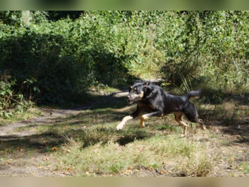 Schoko sucht ein neues Zuhause