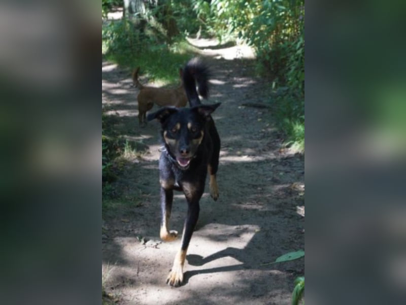 Schoko sucht ein neues Zuhause