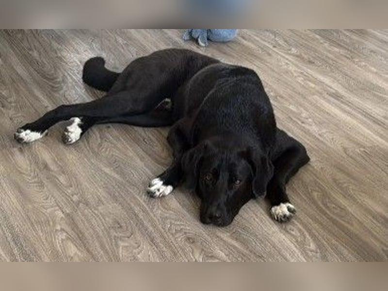 Hugo - aktiver, lernwilliger Jungrüde sucht sein Zuhause