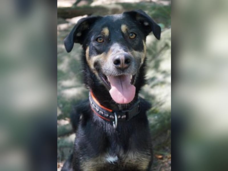 Schoko sucht ein neues Zuhause