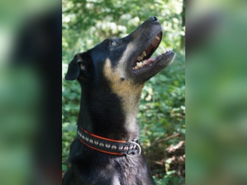 Schoko sucht ein neues Zuhause