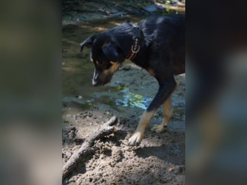 Schoko sucht ein neues Zuhause