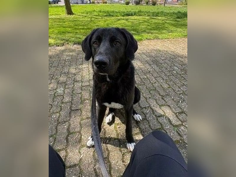 Hugo - aktiver, lernwilliger Jungrüde sucht sein Zuhause