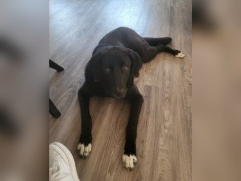 Hugo - aktiver, lernwilliger Jungrüde sucht sein Zuhause