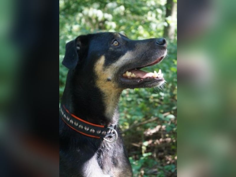 Schoko sucht ein neues Zuhause