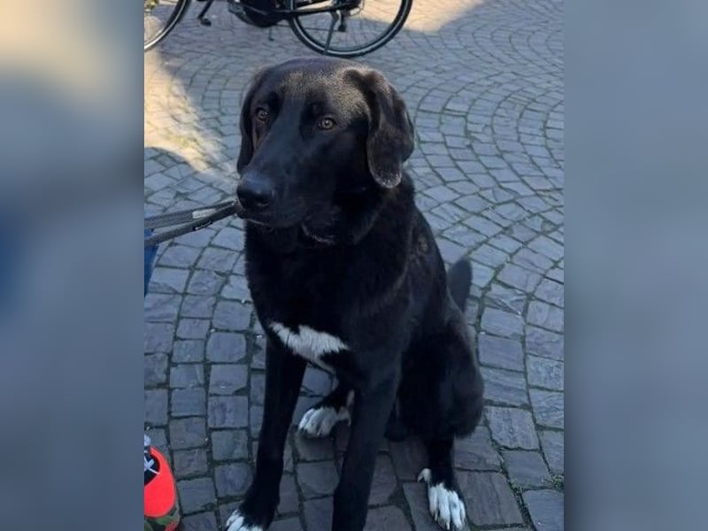 Hugo - aktiver, lernwilliger Jungrüde sucht sein Zuhause