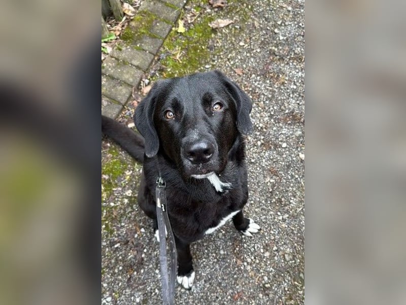 Hugo - aktiver, lernwilliger Jungrüde sucht sein Zuhause