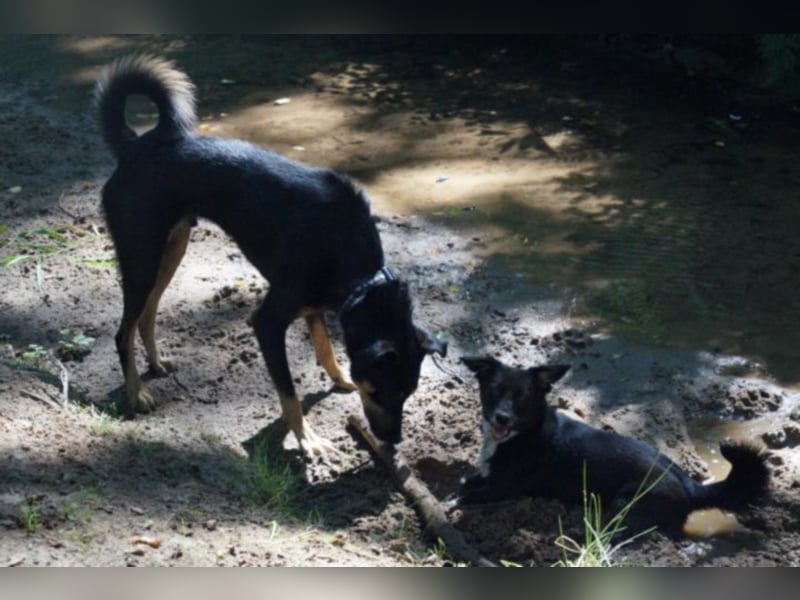 Schoko sucht ein neues Zuhause