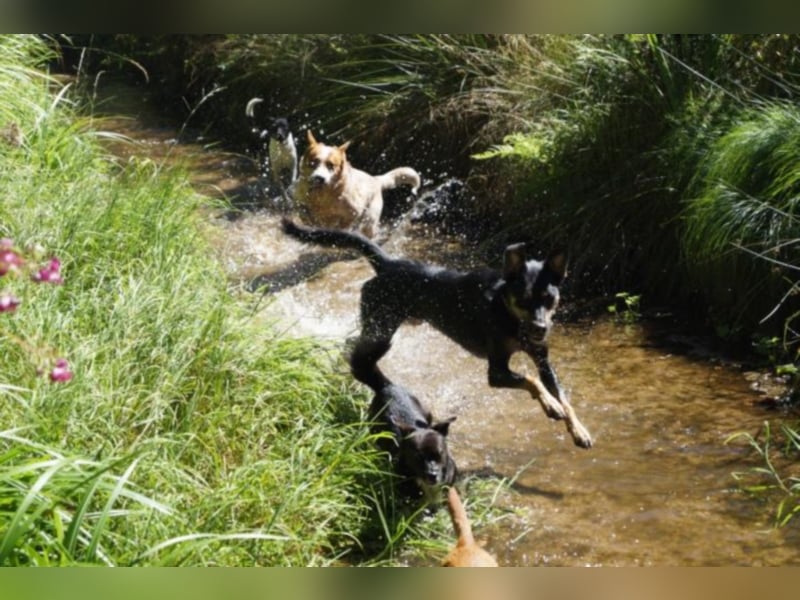 Schoko sucht ein neues Zuhause