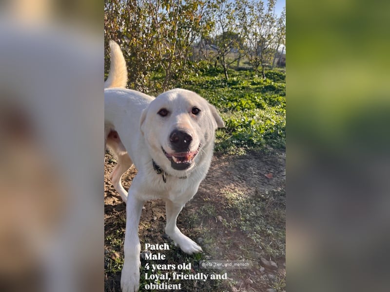 Patch (3) ist ein wahrer Sonnenschein
