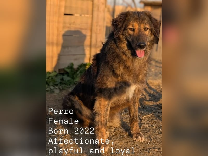 Perro (5) ist unsere dreibeinige Schönheit