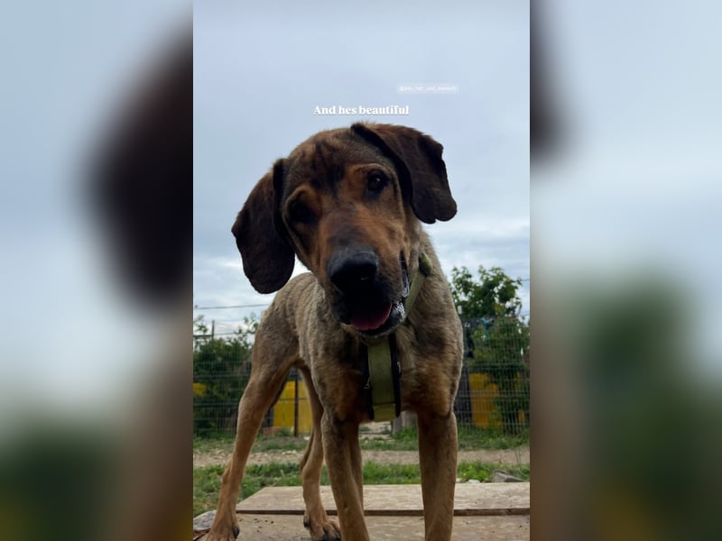 Ludo (7) sehnt sicht nach einem Zuhause
