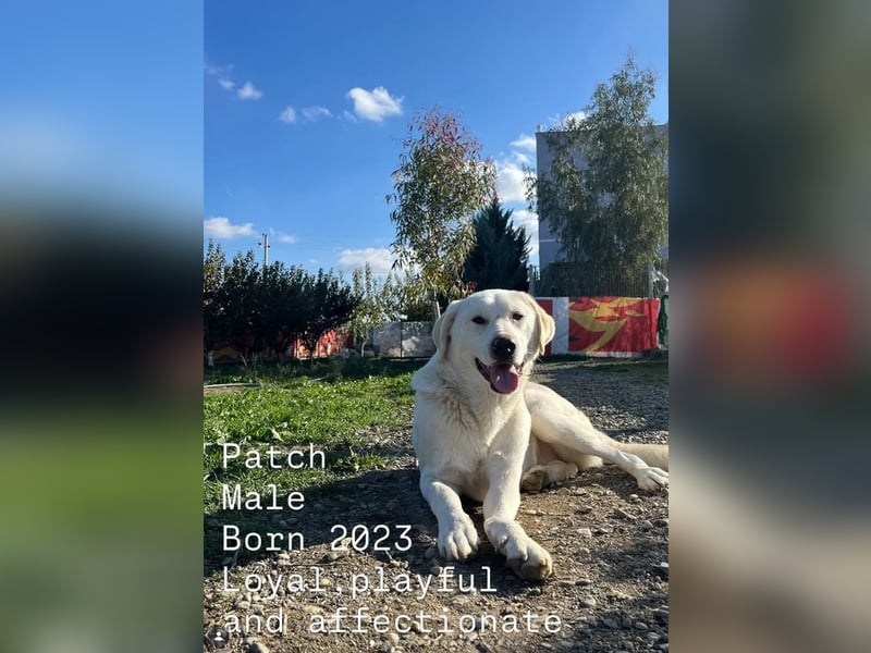 Patch (3) ist ein wahrer Sonnenschein