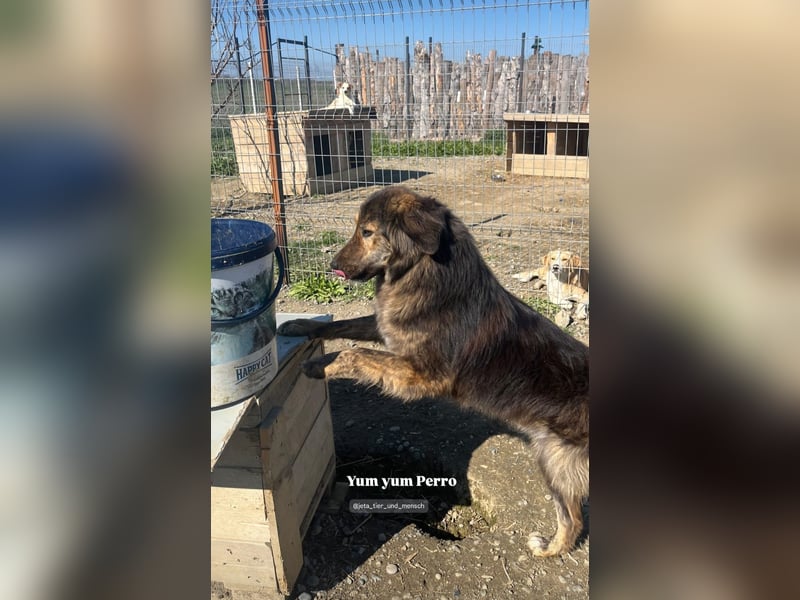 Perro (5) ist unsere dreibeinige Schönheit