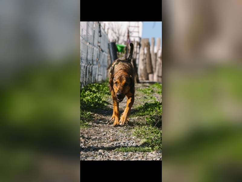 Ludo (7) sehnt sicht nach einem Zuhause